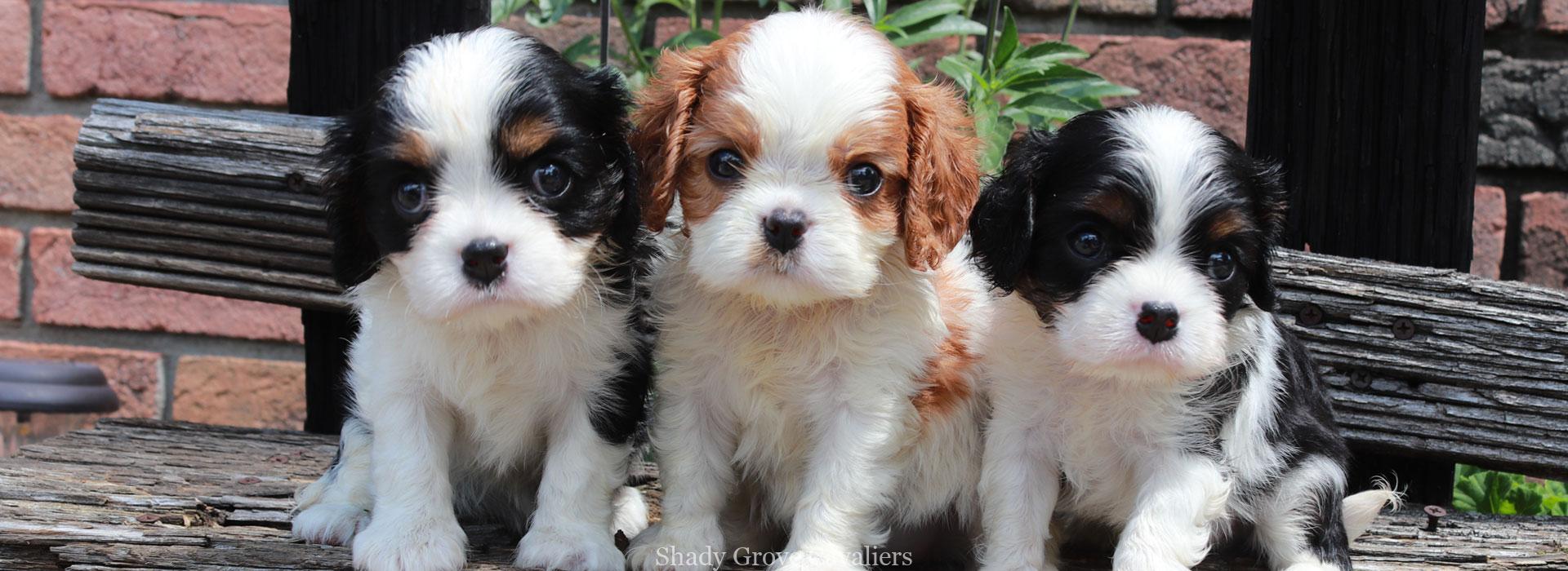 Cavalier King Charles Spaniel Puppies from Grove Cavaliers