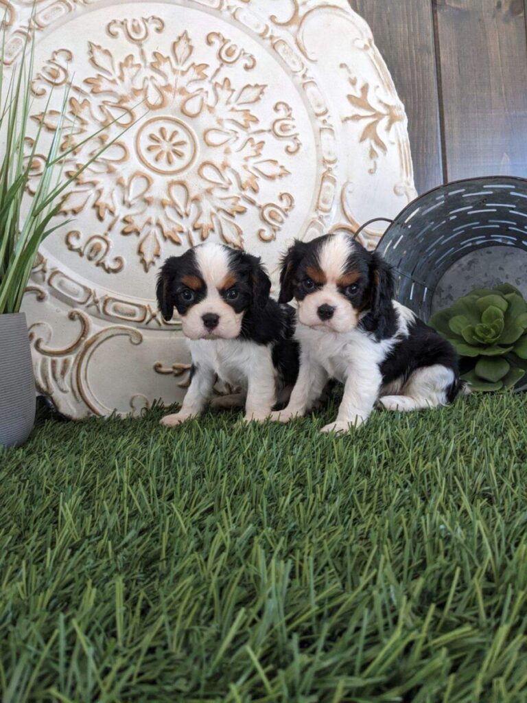 two Cavalier King Charles Spaniel puppies