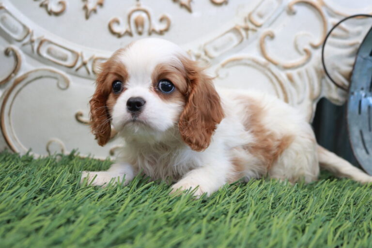 AKC Cavalier King Charles Spaniel Puppies for Sale Connecticut by Shady ...