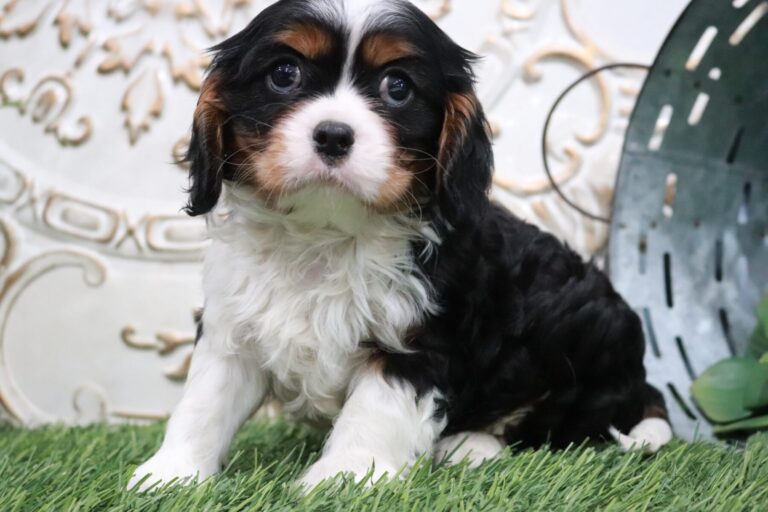 AKC Cavalier King Charles Spaniels - Central Indiana - SmithPaws LLC