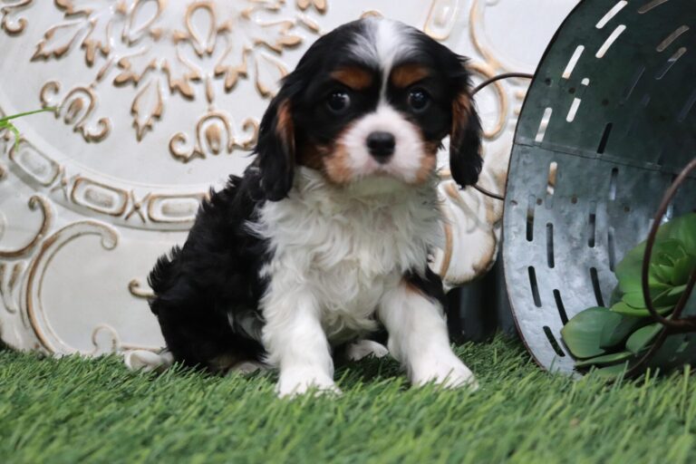 AKC Cavalier King Charles Spaniels - Central Indiana - SmithPaws LLC
