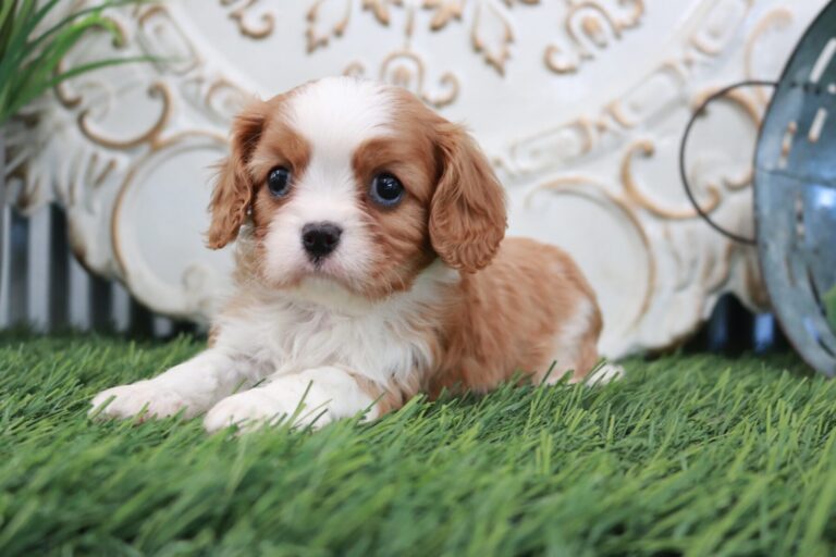 Cavalier King Charles Spaniel Puppies Ohio from Shady Grove Cavaliers