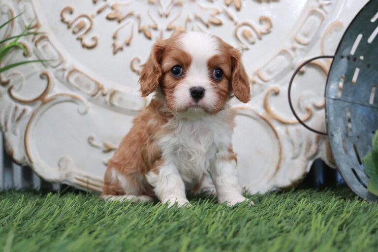 Information on Cavalier King Charles Spaniel Puppies for Sale in Washington