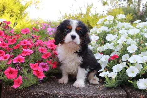 Kermit-Cavalier King Charles Spaniel Puppy