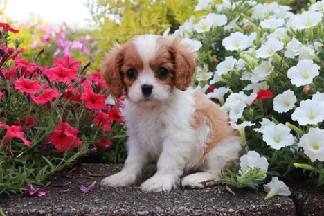 Owen-Cavalier King Charles Spaniel Puppy