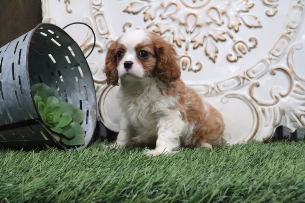 Cavalier King Charles Spaniel puppy for sale 