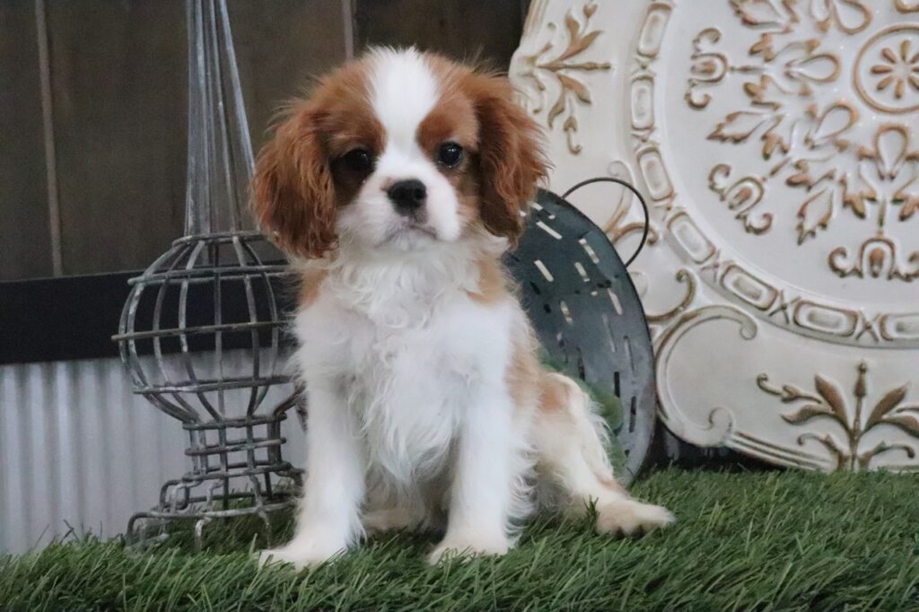 Cavalier King Charles Spaniel puppy for sale 