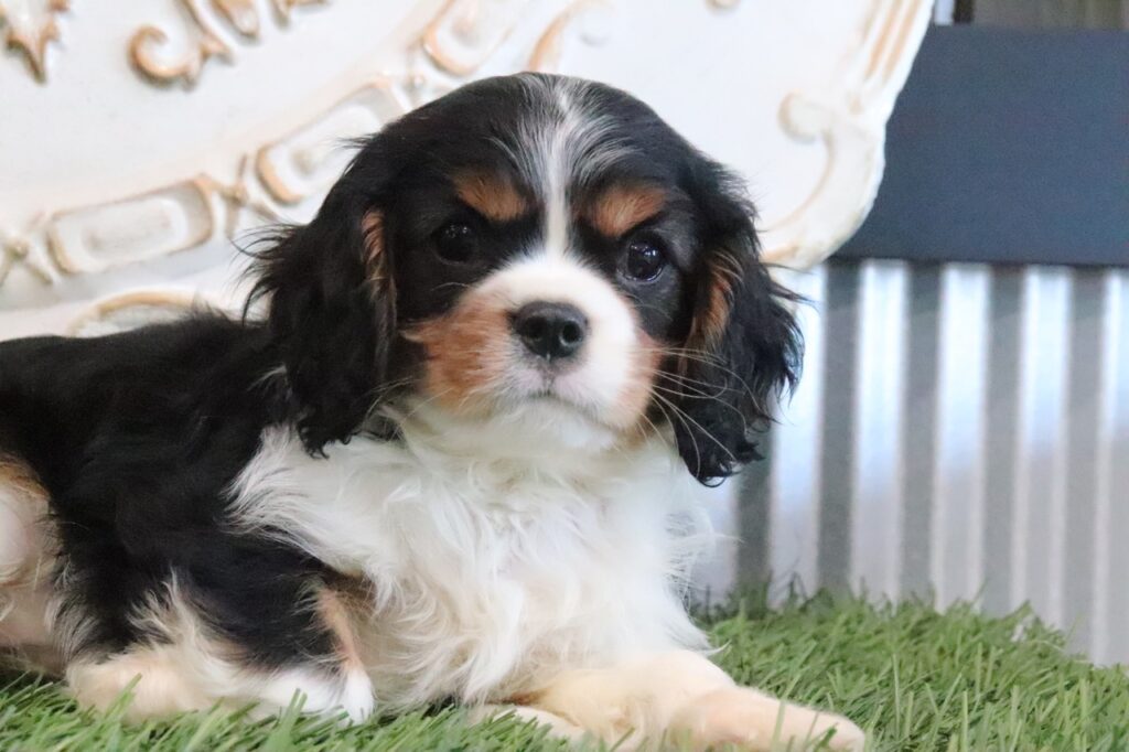 Cavalier King Charles Spaniel puppy for sale 