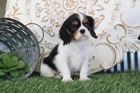 Hilbert Cavalier King Charles Spaniel Puppy