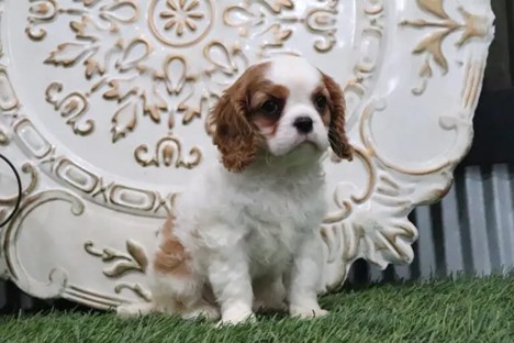 Jasmine Cavalier King Charles Spaniel Puppy