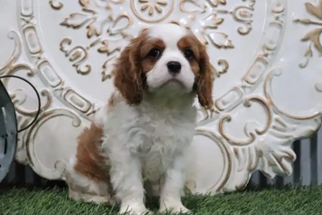 Jimbo Cavalier King Charles Spaniel Puppy 